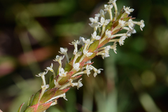 Struthiola hirsuta