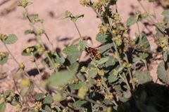 Polistes dorsalis californicus