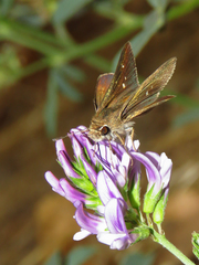 Lerodea eufala concepcionis