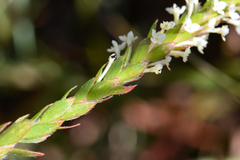 Struthiola hirsuta