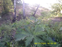 Heracleum sosnowskyi