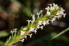 Struthiola hirsuta