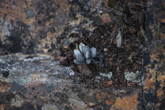 Adromischus hemisphaericus