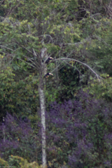 Pteroglossus aracari