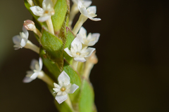 Struthiola hirsuta