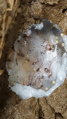 Leptodactylus albilabris