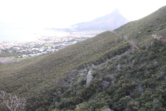 Eucalyptus conferruminata