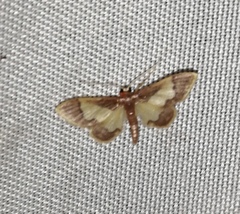 Idaea basinta