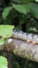 Arsenura polyodonta