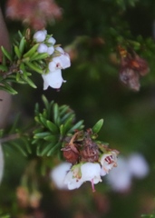 Erica curvirostris