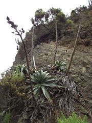 Puya boliviensis