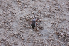 Anasa uhleri