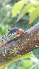 Arsenura polyodonta