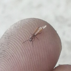 Taphroscelidia linearis