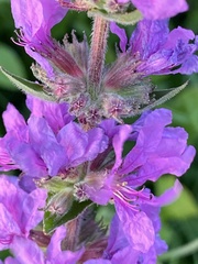 Lythrum salicaria