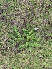 Euphorbia humistrata