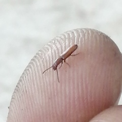 Taphroscelidia linearis