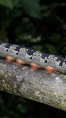 Arsenura polyodonta