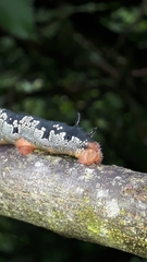 Arsenura polyodonta