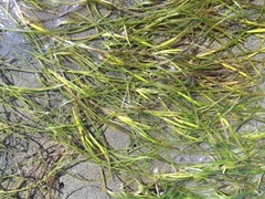 Zostera japonica