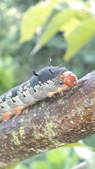 Arsenura polyodonta