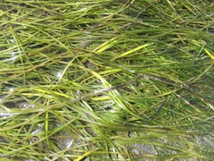 Zostera japonica