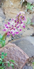 Lachenalia violacea