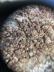 Protoparmelia