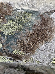 Protoparmelia