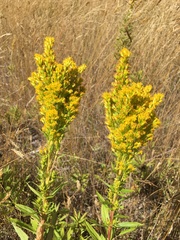 Solidago lepida lepida