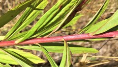 Solidago lepida lepida
