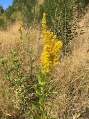 Solidago lepida lepida