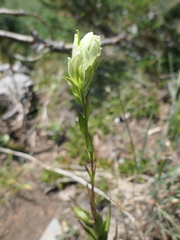 Castilleja septentrionalis