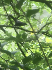 Dumetella carolinensis