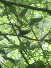 Dumetella carolinensis