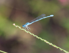 Enallagma doubledayi