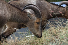 Nilgiritragus hylocrius