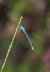 Enallagma doubledayi