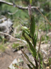 Castilleja septentrionalis