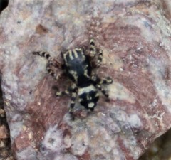 Habronattus fallax