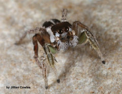 Habronattus dossenus