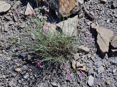 Dianthus orientalis