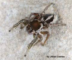 Habronattus dossenus