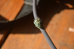 Sphaerocoris annulus