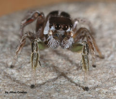 Habronattus dossenus
