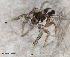 Habronattus dossenus