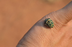 Sphaerocoris annulus