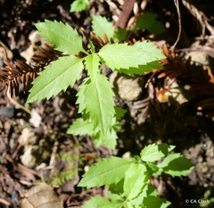 Campanula prenanthoides