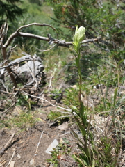 Castilleja septentrionalis