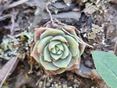 Prometheum sempervivoides